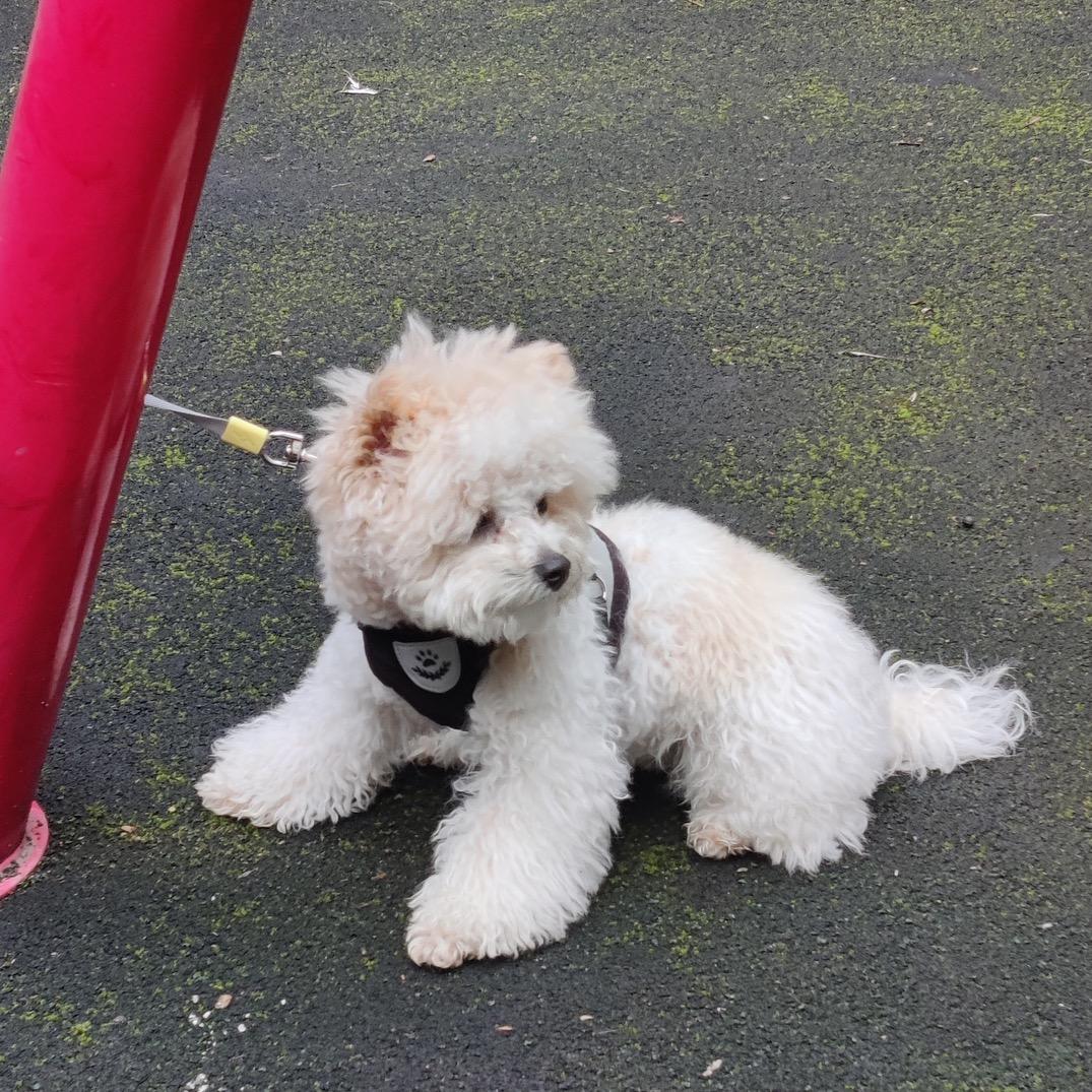 萌宠是狗狗