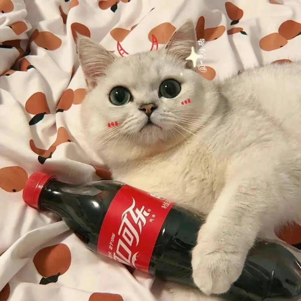 王大毛爱吃鱼🐟