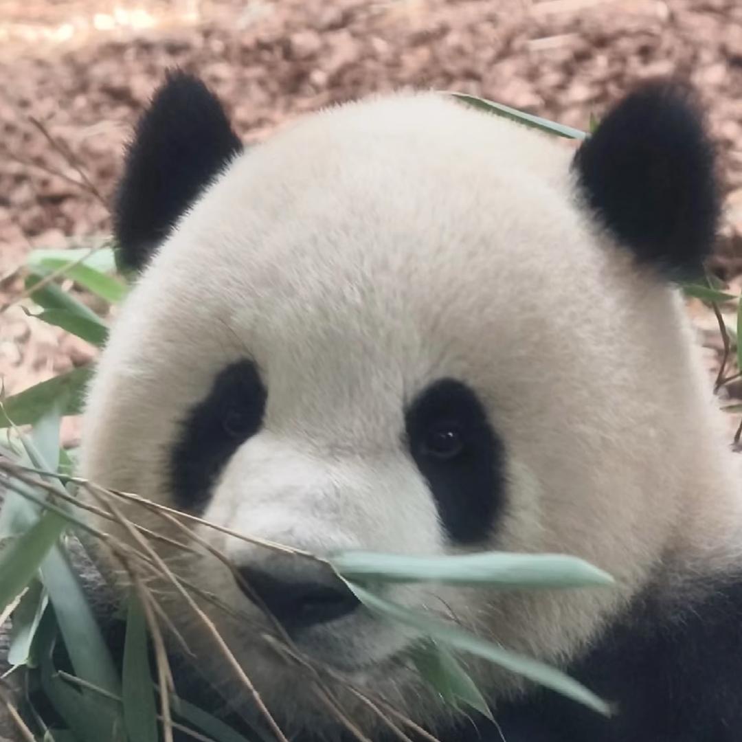 会洗头不会倒立