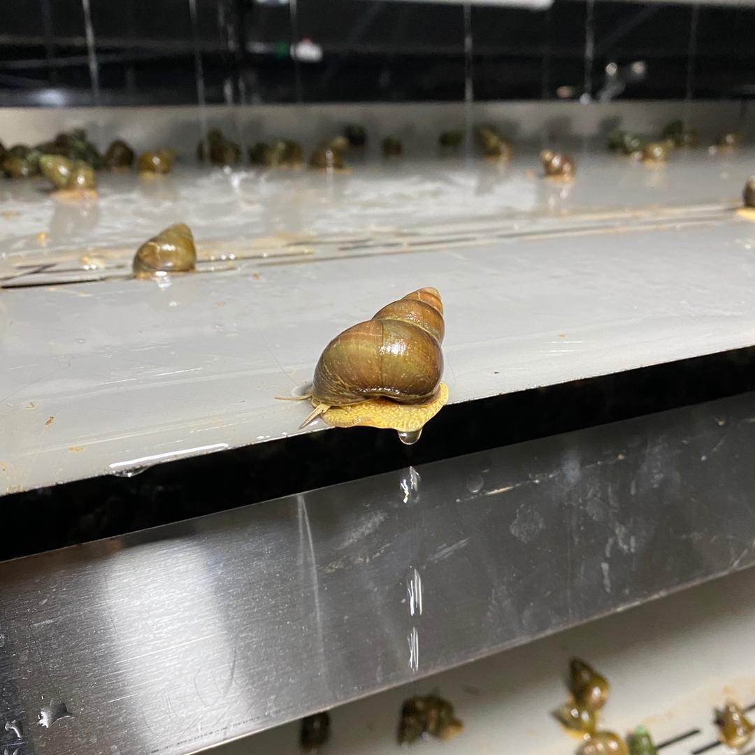 千岛湖青螺食品