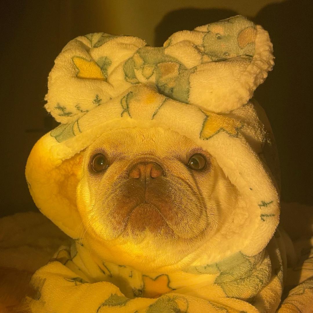 叫Rambo的法猪猪🐷