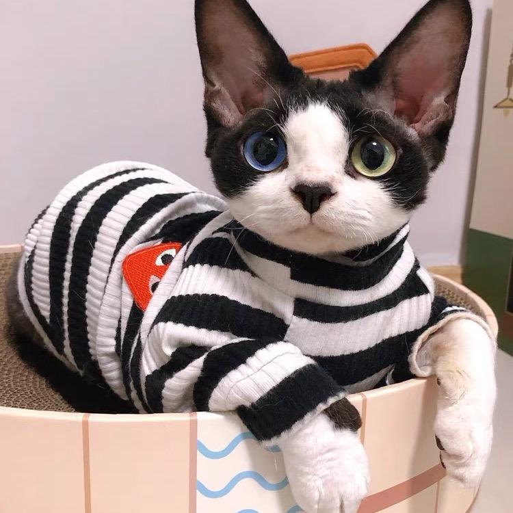 梨猫扮太子