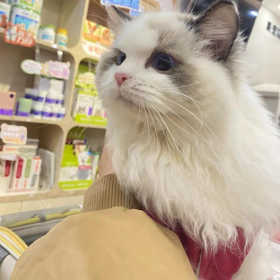 一鹿超爱猫（售猫版）