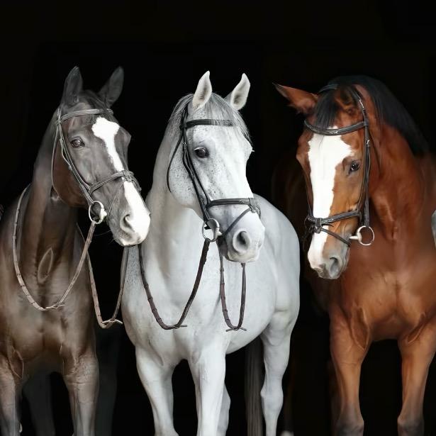 新疆伊犁《馬康》