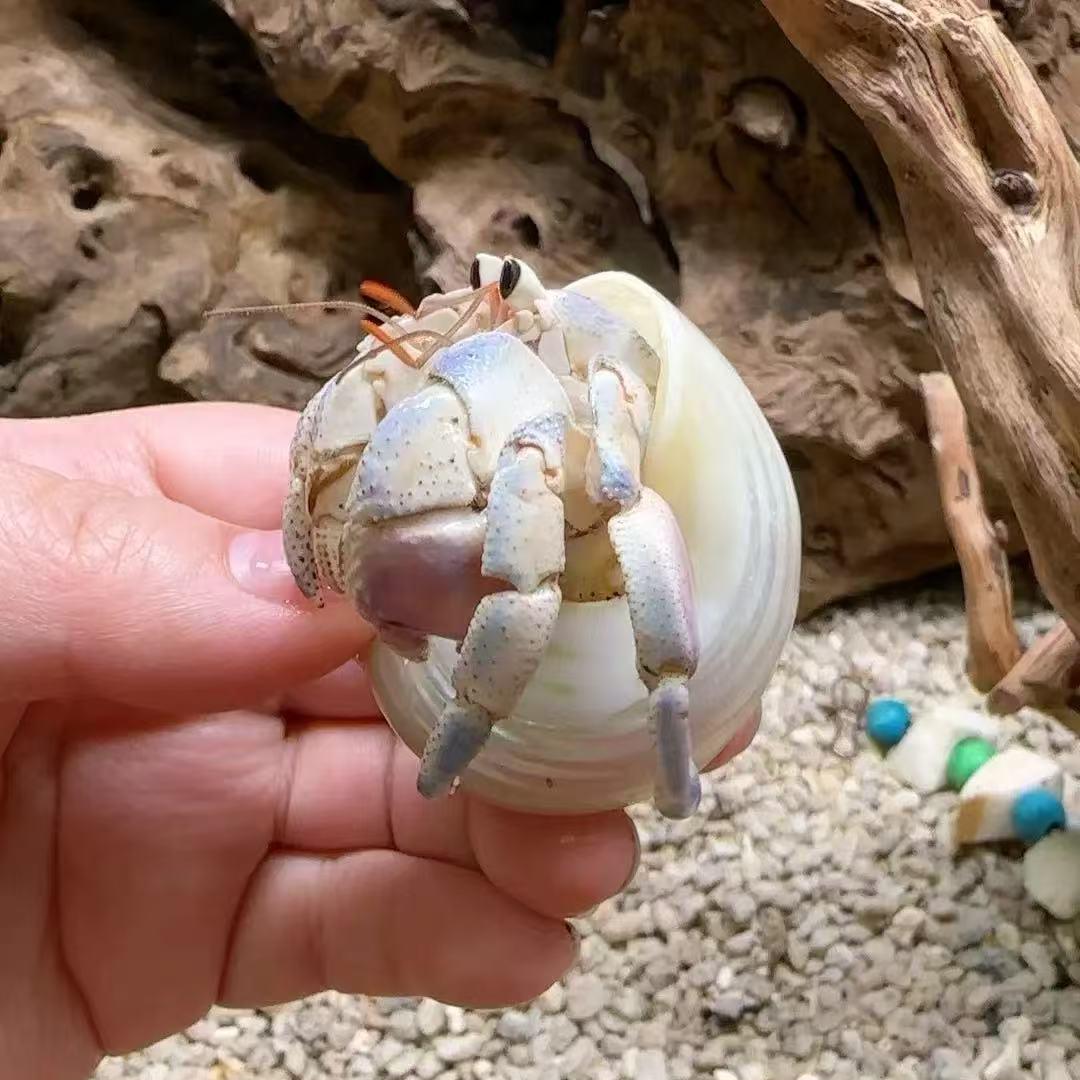 阿森寄居蟹