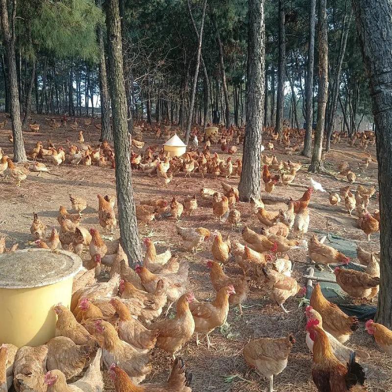 丽丽家的跑山鸡