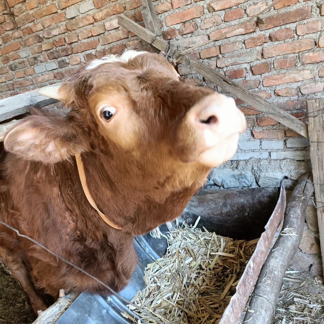 潮汕牛肉丸源头工厂