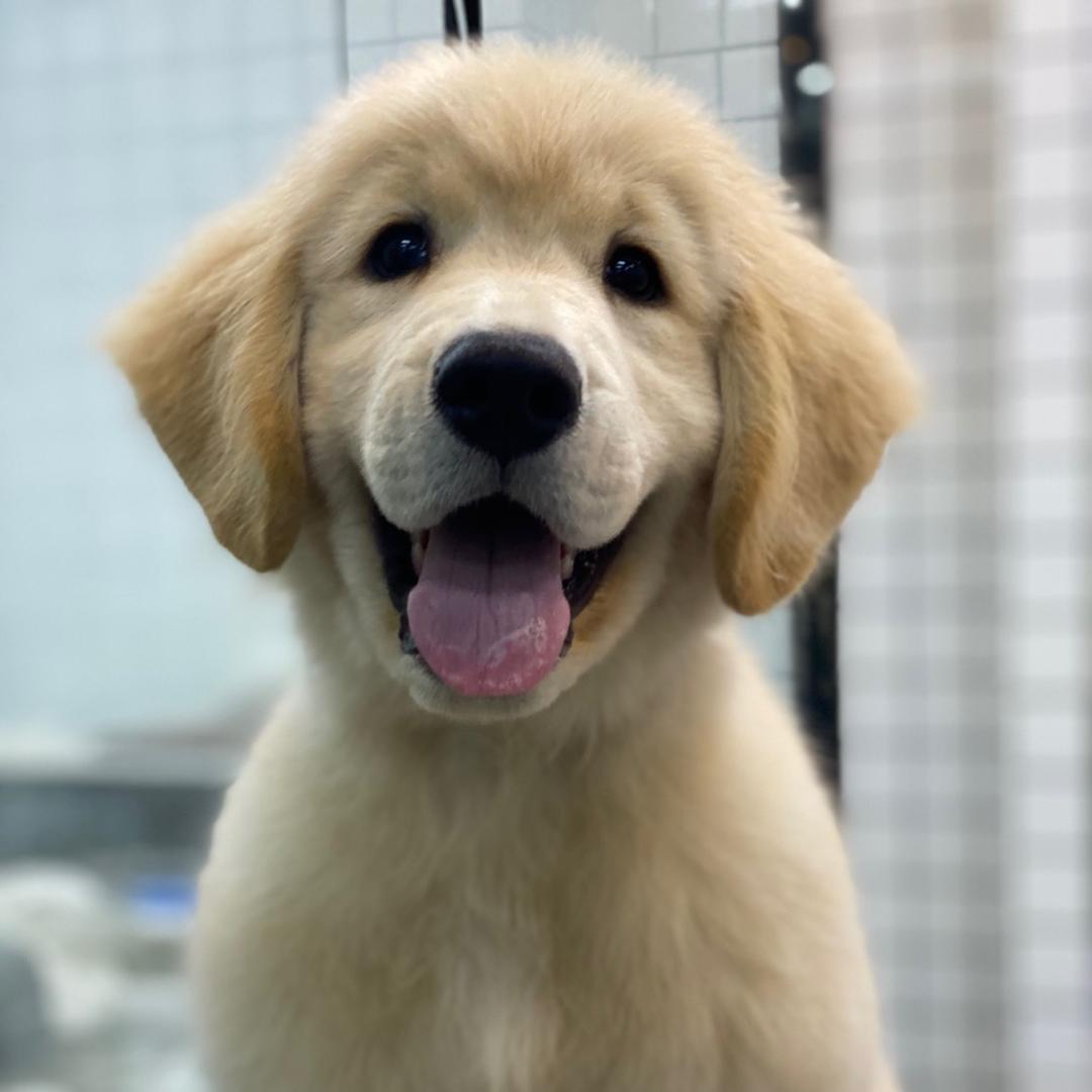 YONYZHI雍直金毛的一家