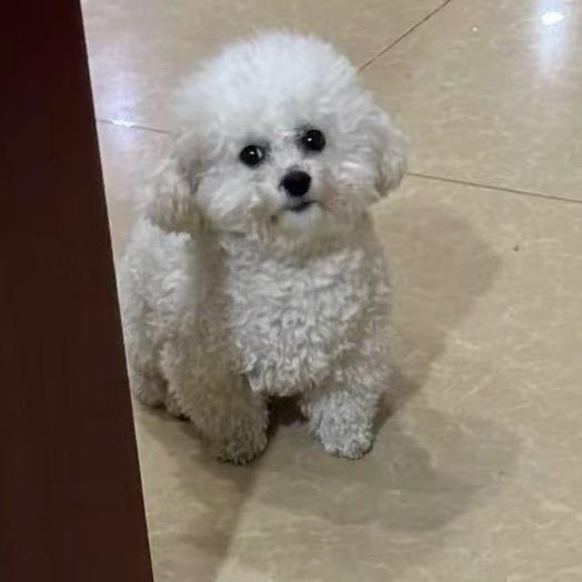 宝妈在家养比熊（给我点点关注啊，谢谢）