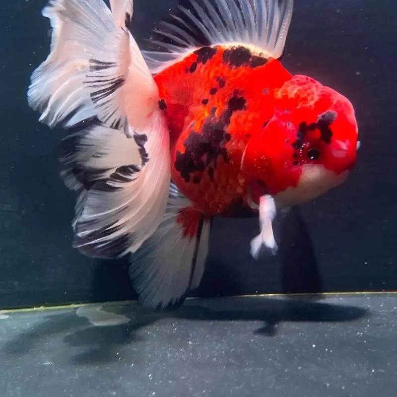 林展水产优选