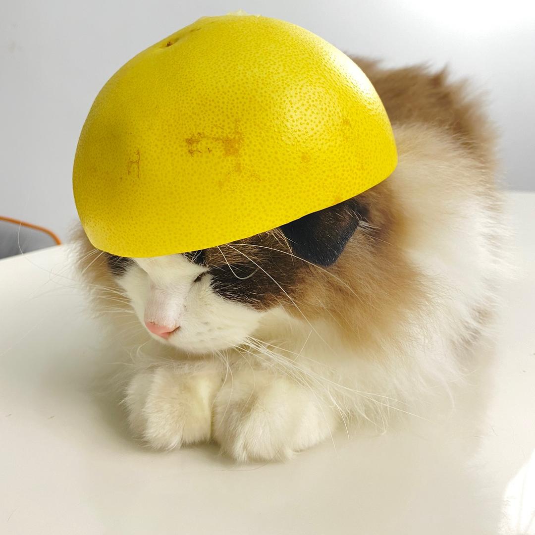 麦萌宠物零食店