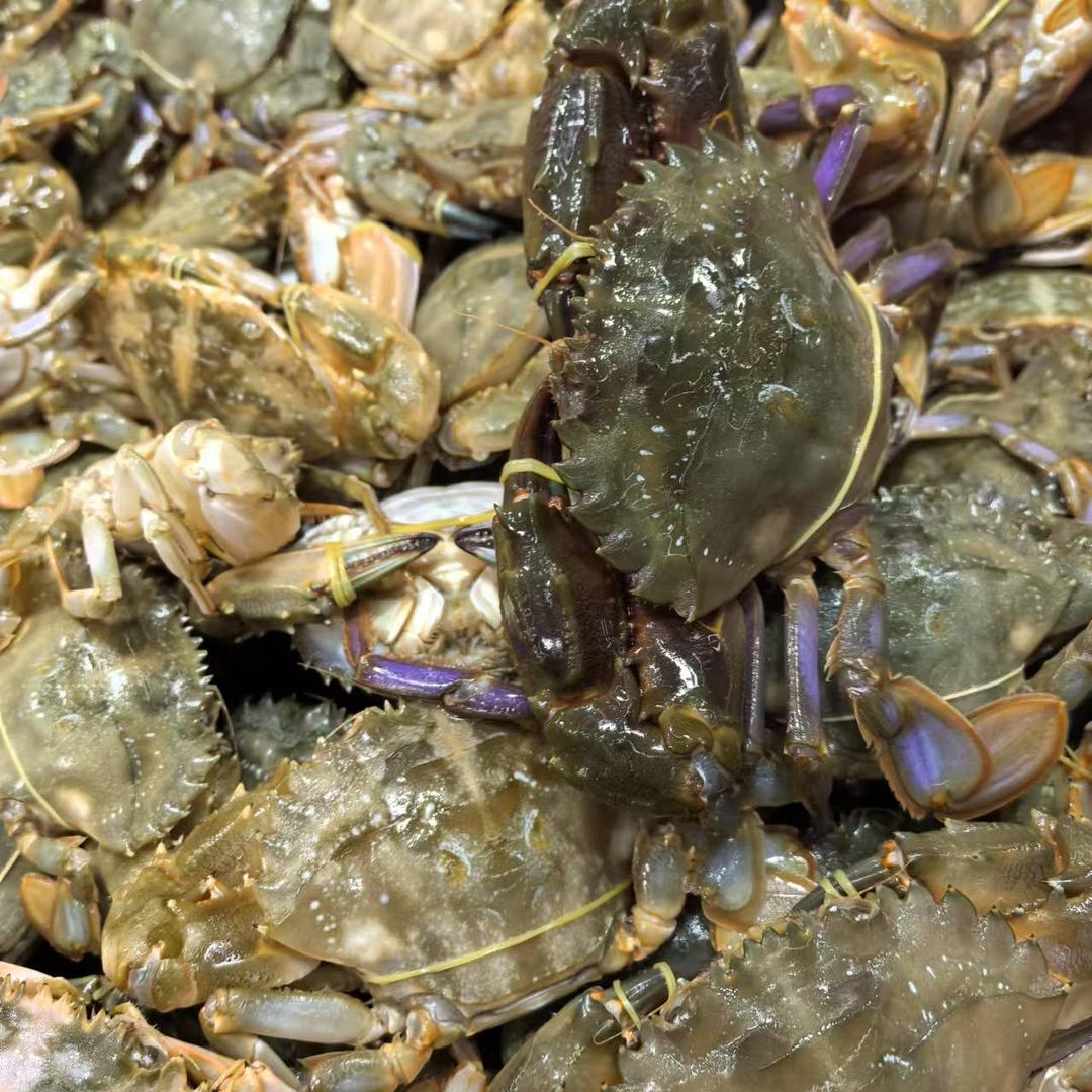 退伍兵舟山梭子蟹