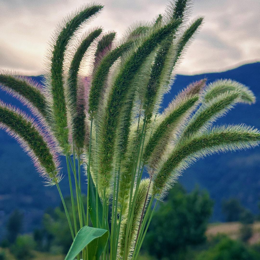 我脸¹点也不圆