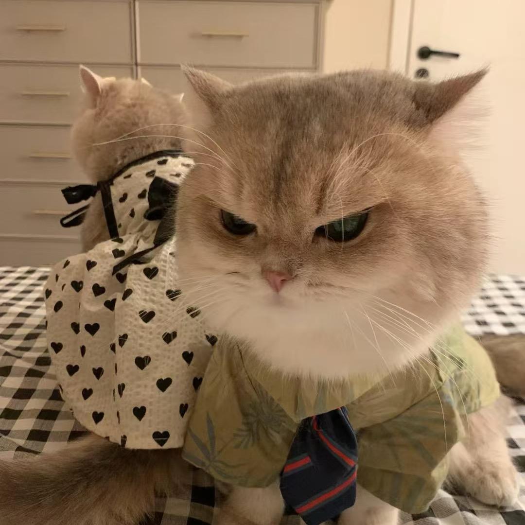 章鱼哥
