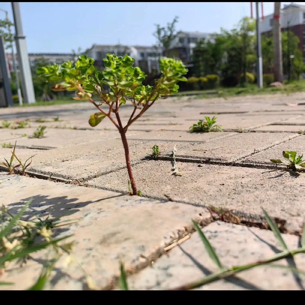 愿如意