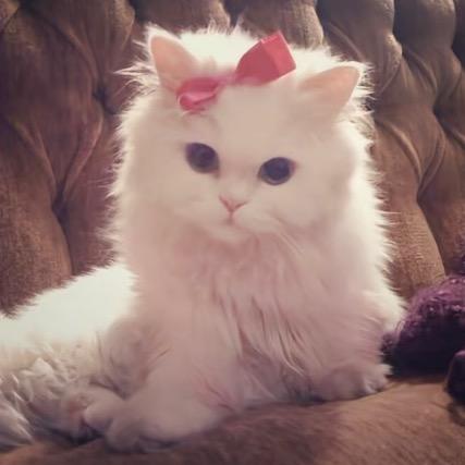 九亿少男的梦🫧