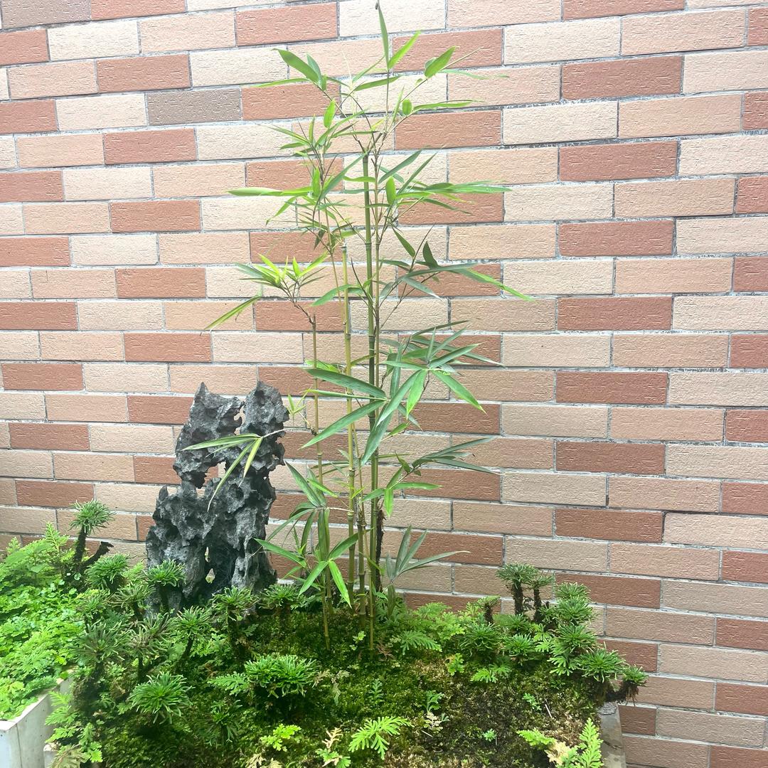 怀集奇石，根艺，盘景艺术协会宣传