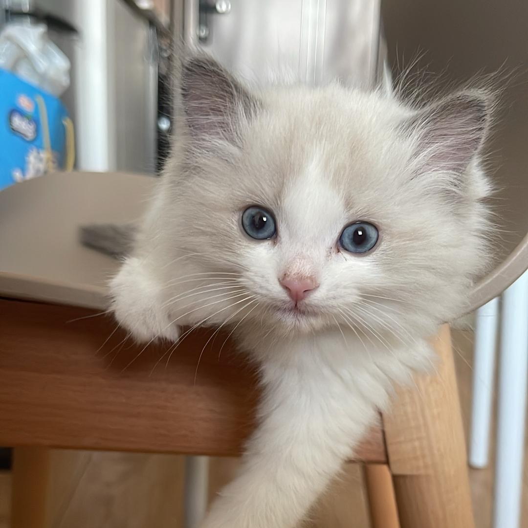 烧鸡是只猫～