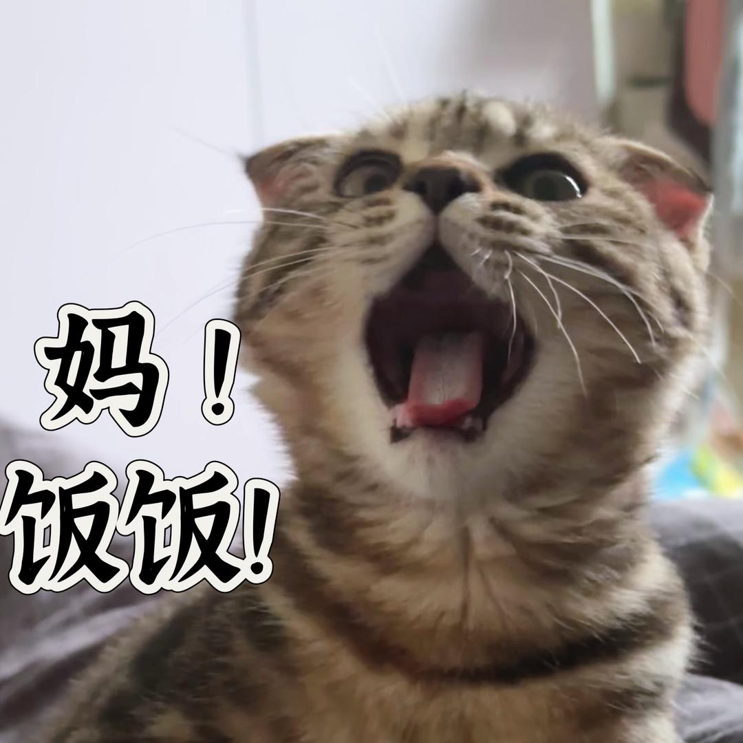 福宝是只狗咪😺