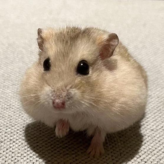 梦幻西游扫塔困难户