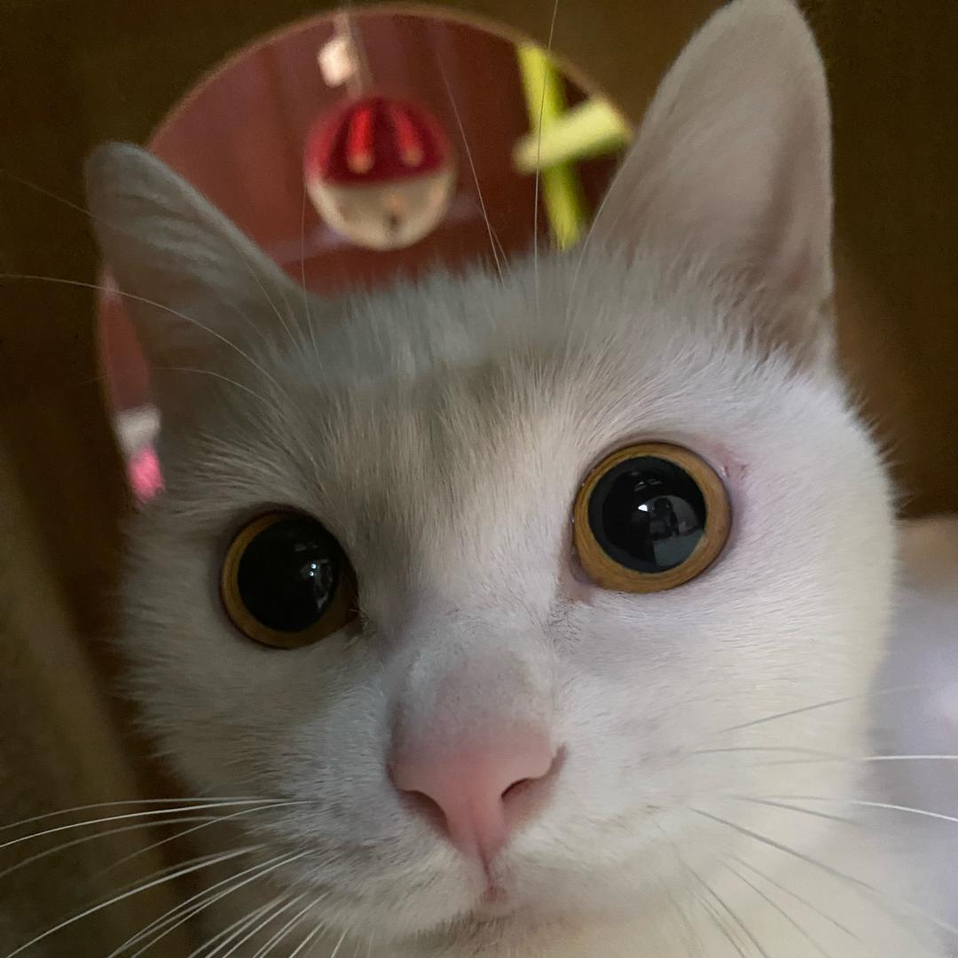 赵财是只小猫咪