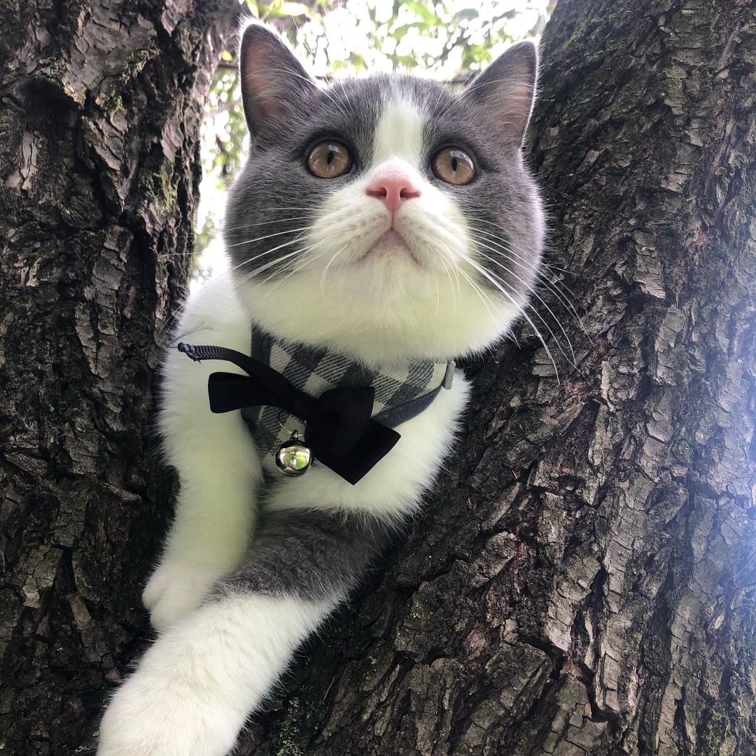 赵四的幸福猫生🥰