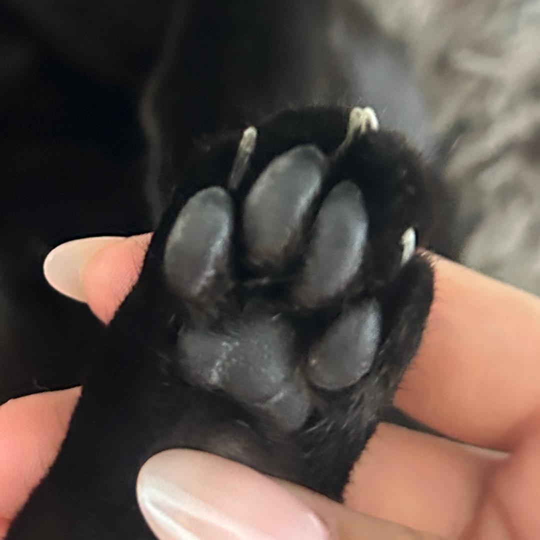 我叫煤球