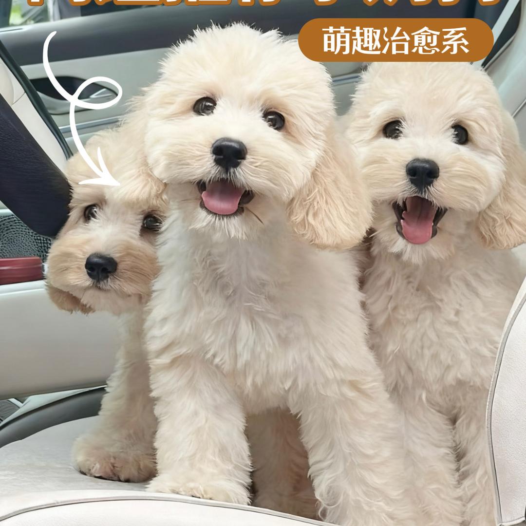 小明哥家的混血犬繁育
