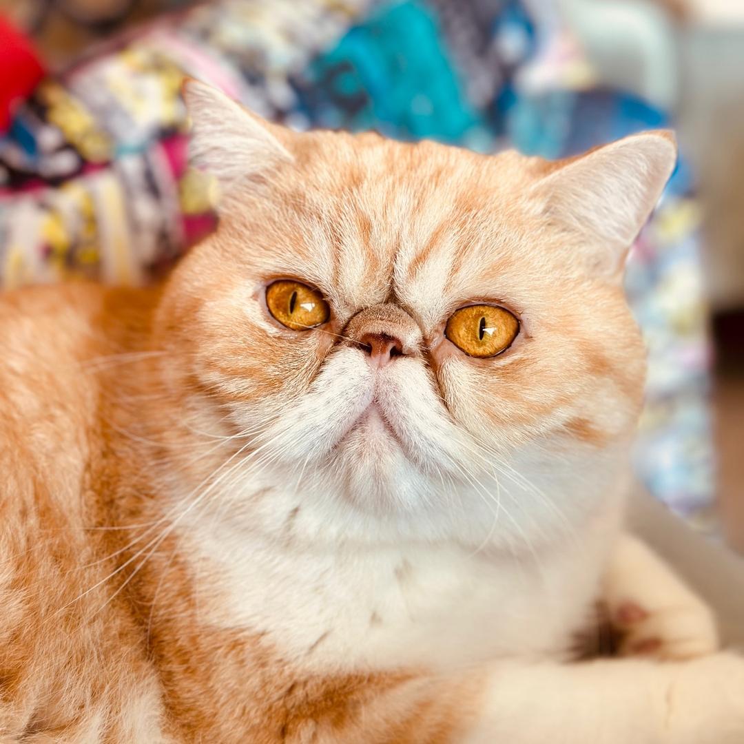 一只加菲叫可可