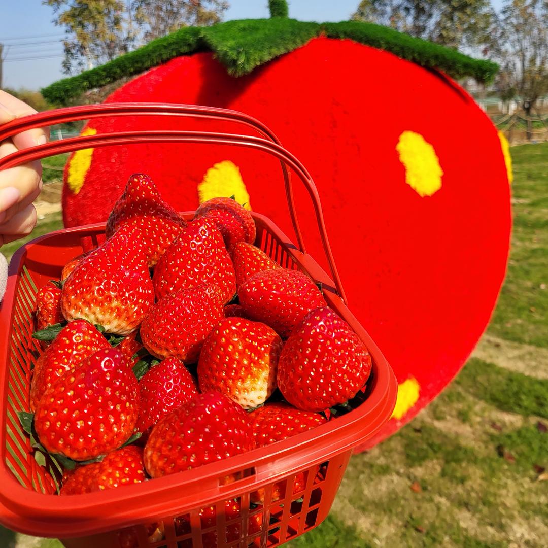 草莓主题公园宠粉号