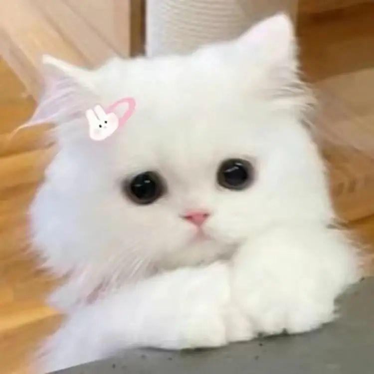 雪季