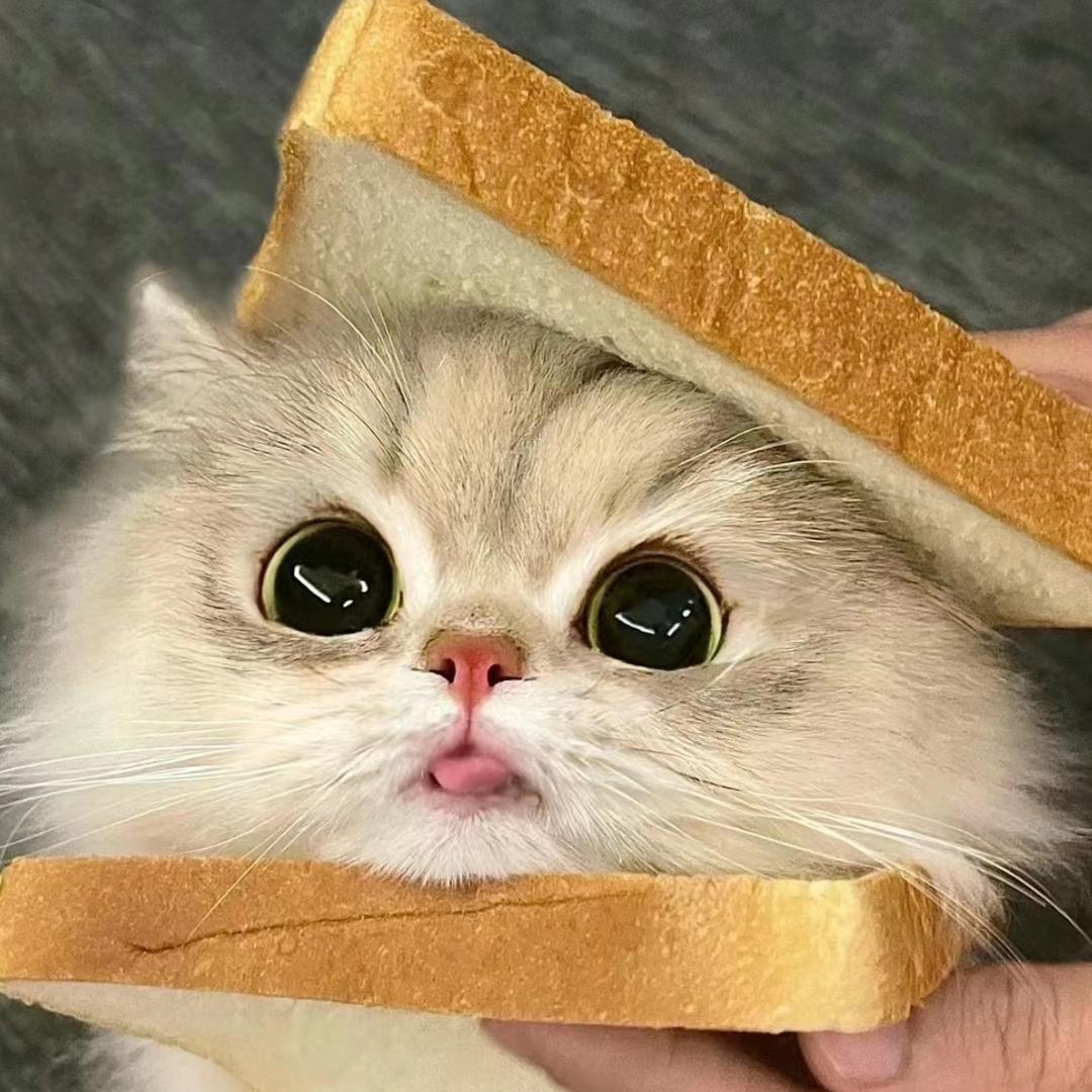 猫友小新城
