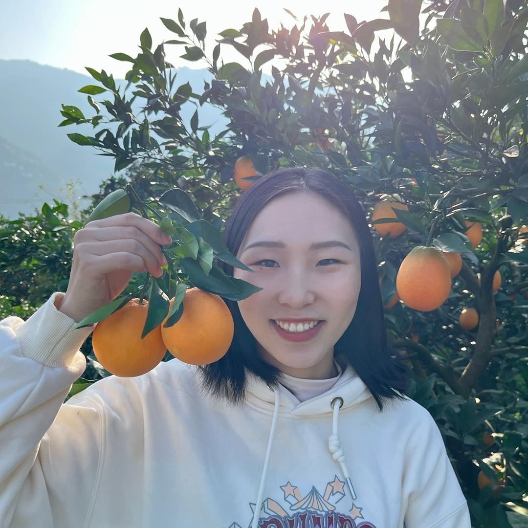 平平儿的果园  阳丰脆柿