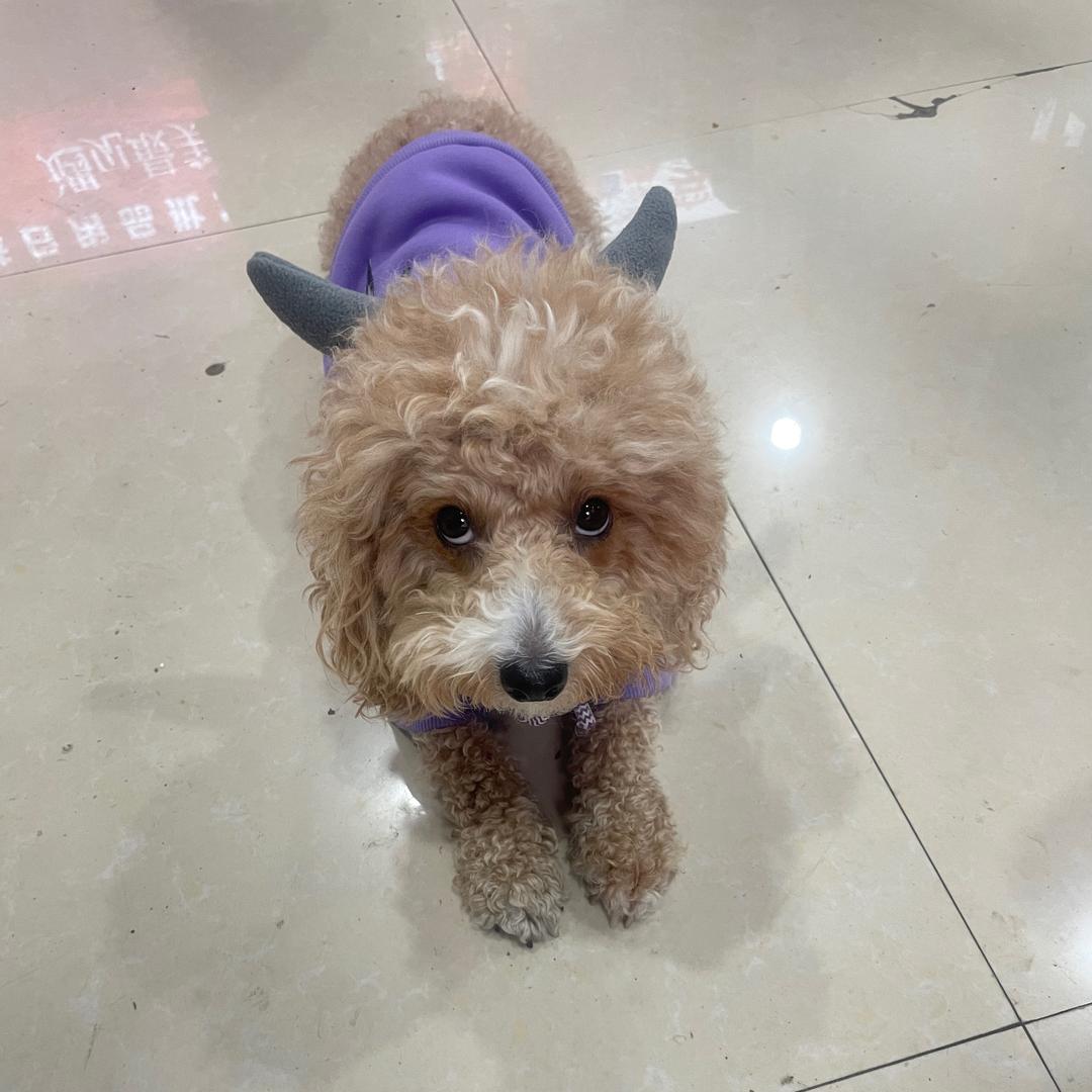 家有猫狗欢乐多