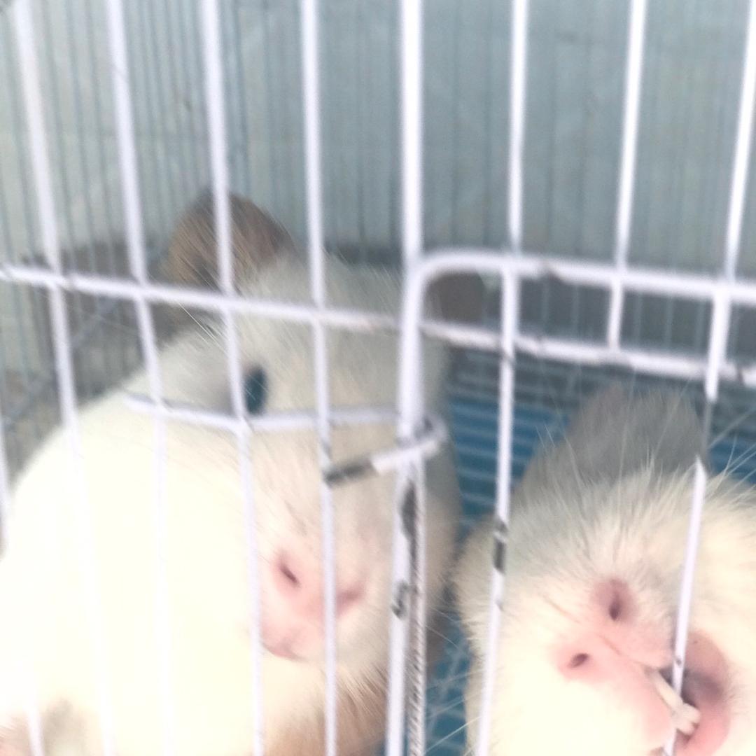 辰辰和月月