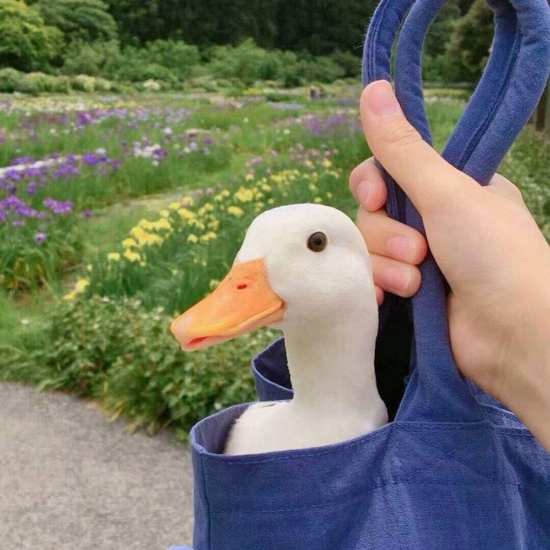 嘎嘎嘎本鸭か