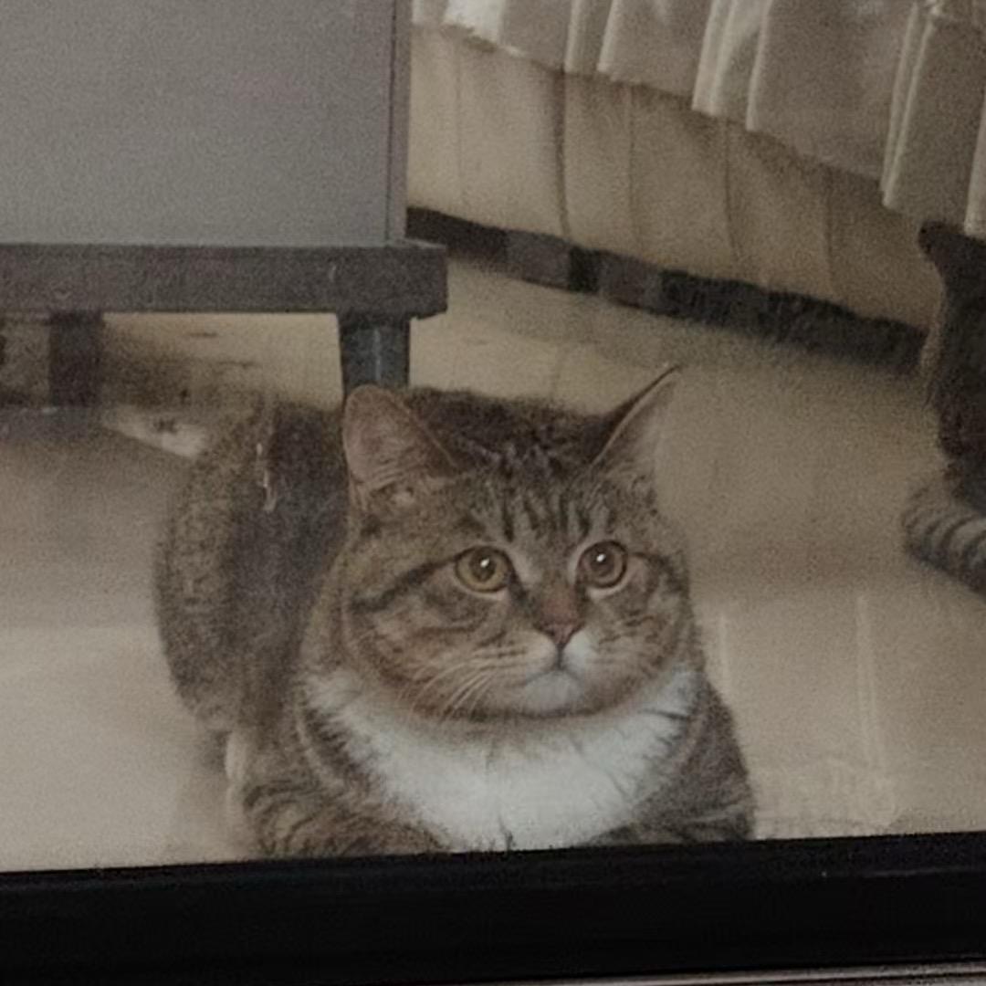 小花是只猫🐱