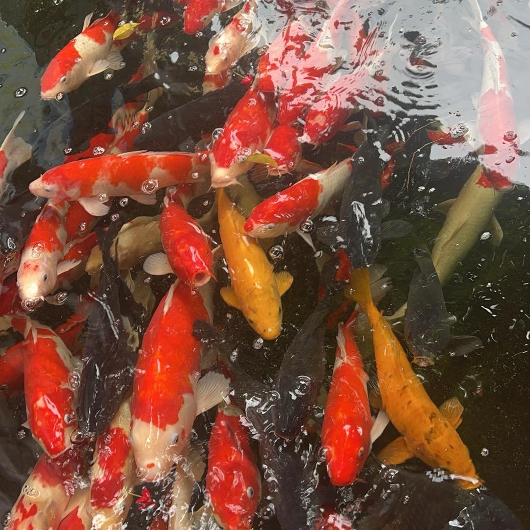 两小只搞怪日常