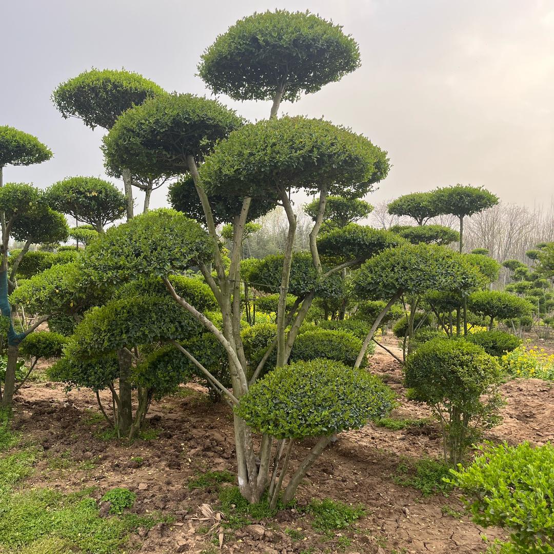 林园园林果树苗木花卉造型