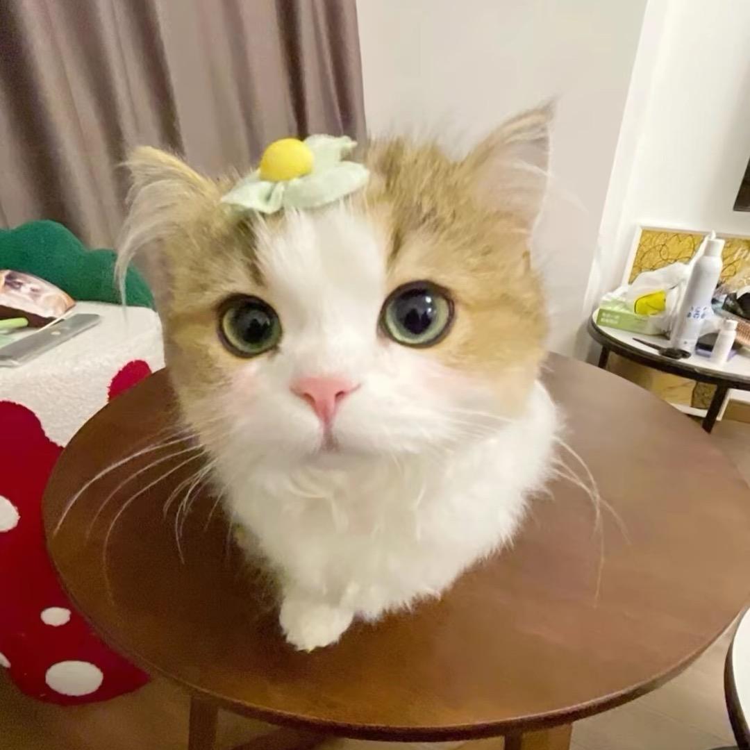功夫猪猪（仙草）
