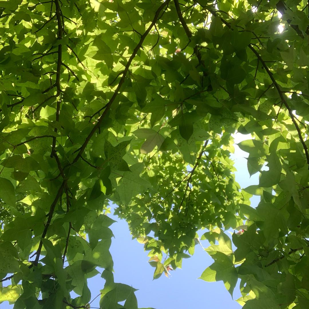 钟情毅生