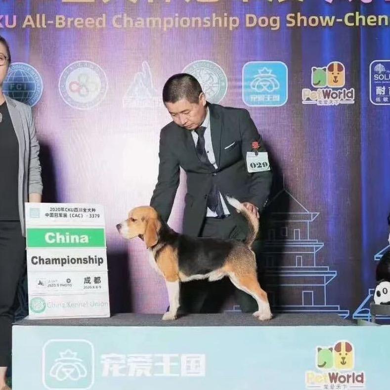 欧华国际赛级比格