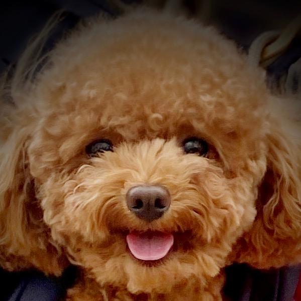 小小豚