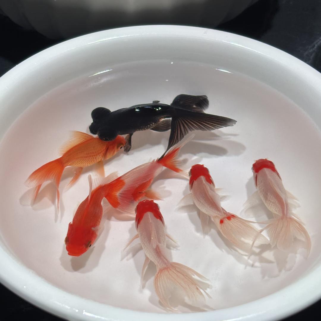 稻香水族1号