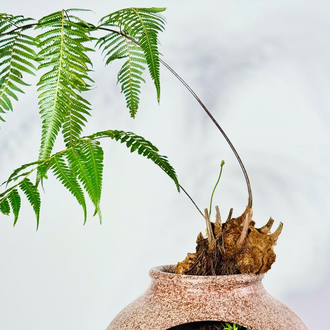 金毛狗蕨绿植企业店