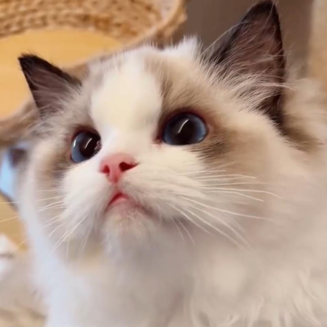 榴莲吃不饱🐱