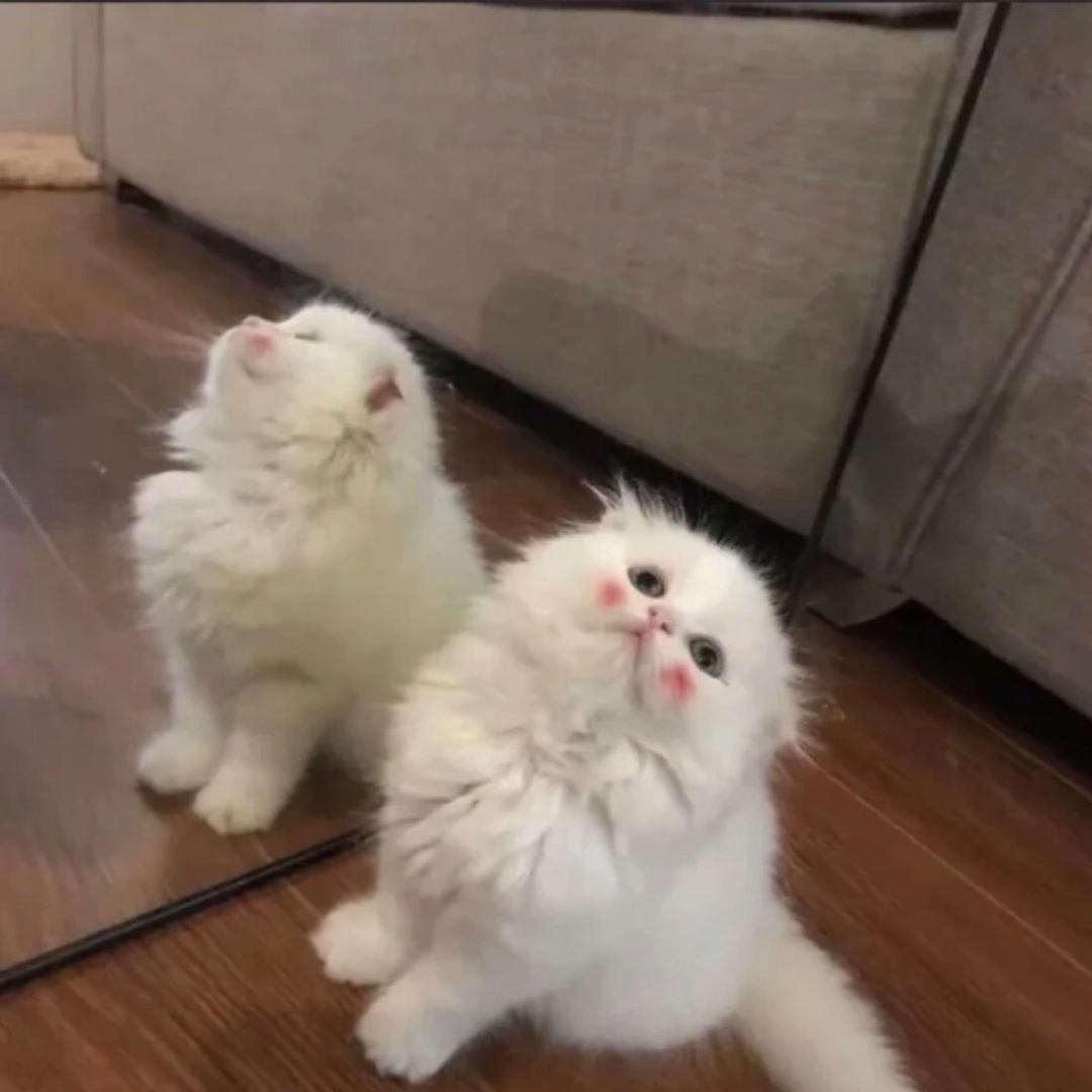 小猫你个人机030