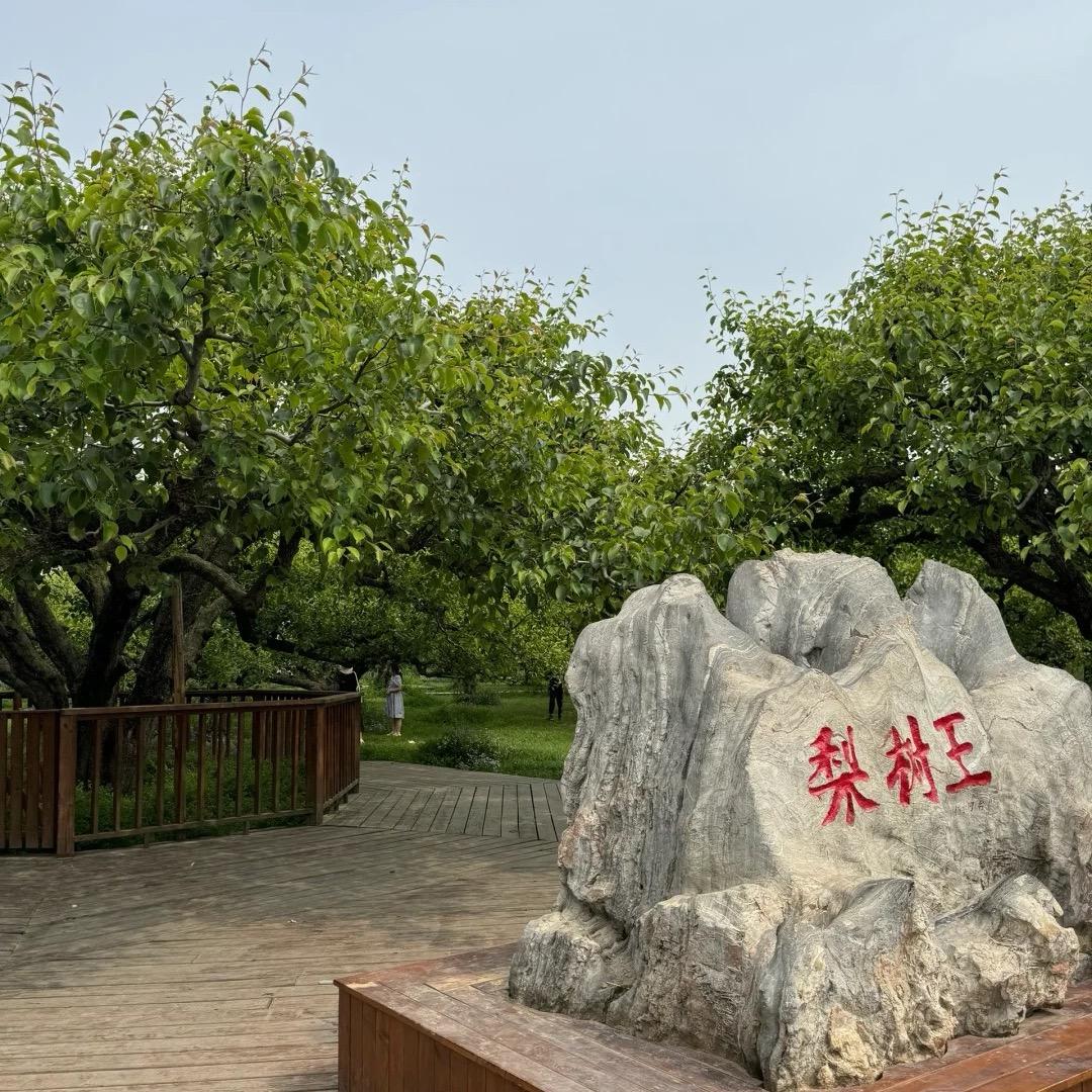 安徽宿州砀山良梨大梨王