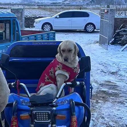 宾利你别舔钢镚