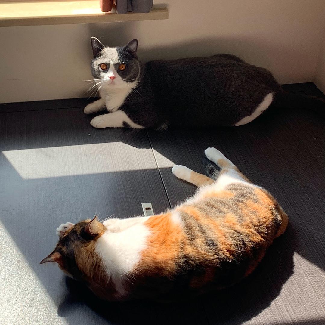 转转梦梦猫meme